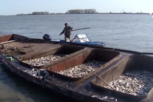 Астраханские предприятия выполнили план по вылову рыбу