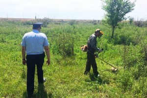 В Астраханской области за 10 дней ликвидировали наркопритон и 2 гектара конопли