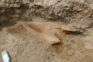Житель села Черный Яр передал в  Астраханский музей-заповедник кости мамонта