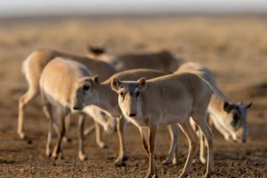 В Астраханской области в&#160;дикую природу выпустили трёх краснокнижных антилоп