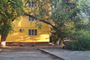 В центре Астрахани сломанное дерево угрожает прохожим
