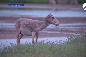 В Астраханской области на воле прибавилось сайгаков