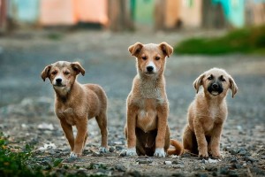 В Астрахани чиновника оштрафовали на 100 тысяч рублей за халатность в отлове собак