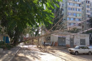 В Астрахани на улице Жилой на провода обвалилось дерево