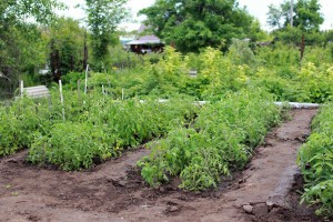 В садоводческом товариществе Астраханской области вскрылась мошенническая схема