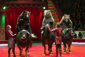 В Астраханском цирке взвесят четвероногих артистов