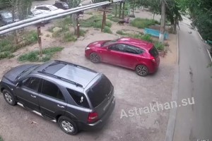 В Астрахани собаки снова напали на ребёнка