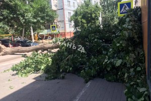 В Астрахани на площади Карла Маркса упавшее дерево перекрыло дорогу