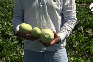 Астраханские фермеры намеры побить рекорд по сбору урожая прошлого года