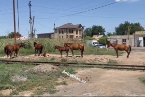 В Астрахани на остановке &#171;Мостстрой&#187; пасется табун лошадей