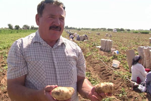 В Астраханской области приступили к сбору картофеля