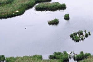 В Астраханской области произвели авиаучёт птиц в угодьях дельты Волги