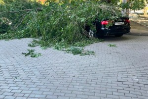 В Астрахани автомобилям вновь угрожают падающие деревья