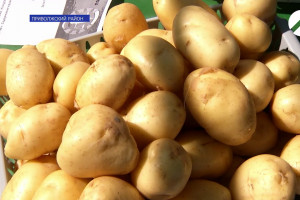 В Астраханской области выращивают 48 экспериментальных сортов картофеля