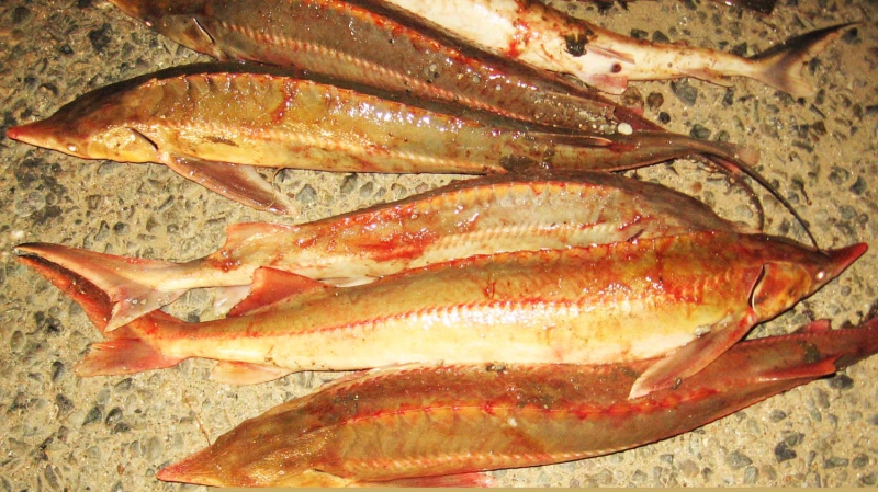 Рыба в астрахани есть. Рыбы обитающие в Астраханской области. Рыба обитающая в Астрахани. Разновидности рыб в Астрахани. Разновидность Астраханской рыбы.
