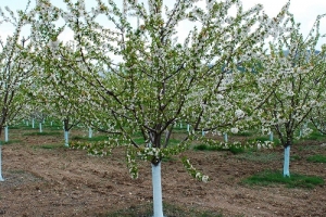 В Астраханской области высадили сады черешни, яблони, сливы и нектарина