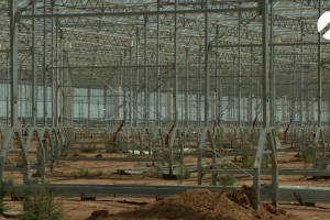 В Астраханской области возводят колоссальный тепличный комплекс для выращивания томатов