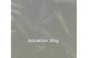 В центре Астрахани засняли стаю крупных рыб в городском канале