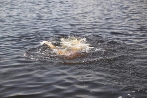 В Астраханской области утонули двое мужчин