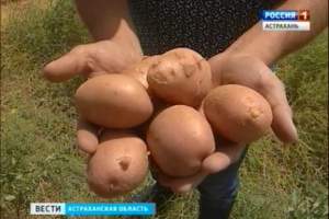 Астраханские фермеры планируют собрать не менее 200 тысяч тонн раннего картофеля