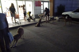 В Астрахани бродячие собаки преследуют жителей у&#160;магазинов и&#160;в банке