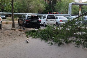 В Астрахани на улице Звёздной дерево рухнуло на иномарку