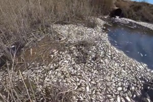 Установлена причина массовой гибели рыбы в&#160;посёлке Красные Баррикады под Астраханью