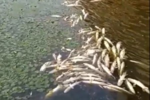 Под Астраханью по неизвестной причине произошёл массовый замор рыбы