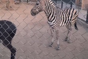 В астраханском зоопарке появился самец зебры