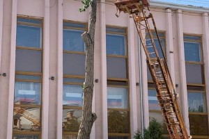 Астраханцы жалуются на «геноцид деревьев» в центре города