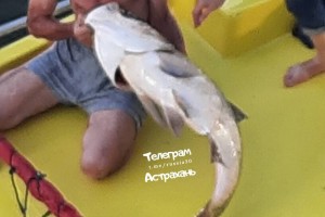 В центре Астрахани поймали метрового толстолобика