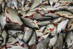 В Сербию и Китай отправили 18 тонн астраханской рыбной продукции