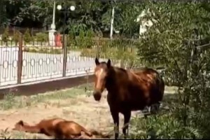 На улице Астрахани обнаружили уставших от жары лошадей