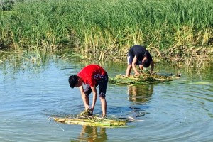 В Астраханской области количество спасённой рыбной молоди превысило 100 млн штук