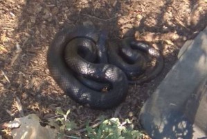 Астраханец обнаружил в селе Коклюй огромную змею