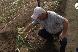 Астраханский фермер выращивает на полях сельскохозяйственную экзотику