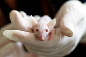 Антибиотики от рака кожи опробовали на мышах