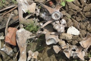 В Астраханской области найден скелет доисторического бизона