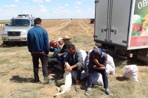 Астраханские полицейские выявили более 600 нелегальных мигрантов