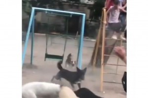 В Астрахани засняли свору дерущихся собак на детской площадке