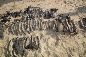 В Астраханской области палеонтологи нашли скелет древнего бизона