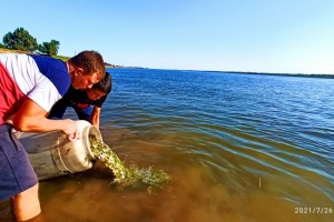 В Астраханской области школьники спасли более 4 миллионов мальков рыбы