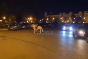 В центре Астрахани пони выбежал на дорогу и&#160;врезался в&#160;автомобиль