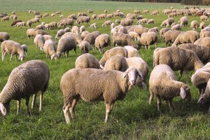 В Астраханской области угнали стадо овец