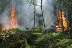 За первое полугодие 2021 года от огня пострадало 16 млн гектаров территории России