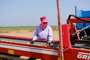 В Астраханской области появится 100 рабочих мест в сельском хозяйстве
