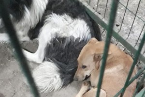 Они коновалы: контракт на отлов собак в Астрахани получили ростовчане