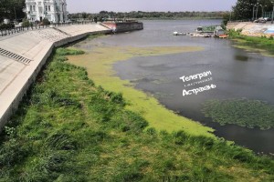 У ЗАГСа в центре Астрахани образовалось болото, поросшее сорняками