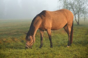 В Астраханской области родственники похитили фермерскую лошадь и пустили её на мясо