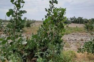 В Астраханской области сбор первого урожая фисташек планируется в 2023 году